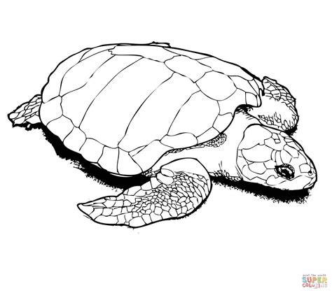 Sea Turtle Drawing Color at GetDrawings | Free download