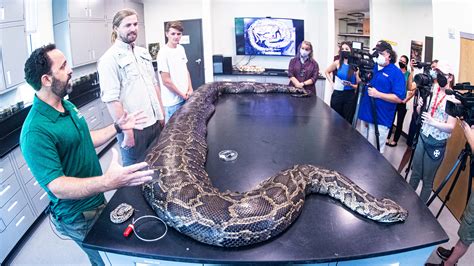 Record-breaking 18-foot Burmese python caught in Florida Everglades