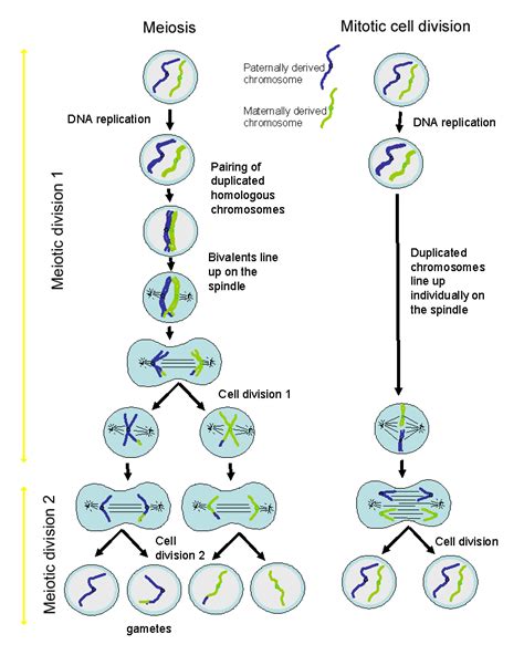 The Cell: The Histology Guide