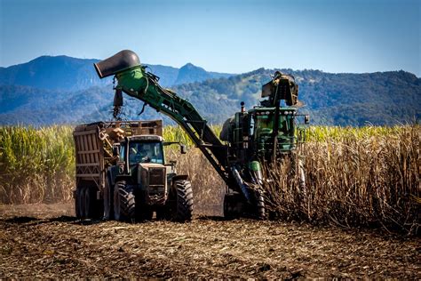 Free Sugar Cane Harvesting Stock Photo - FreeImages.com