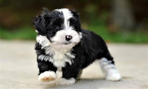 Interesting and Surprising Facts About Havanese Dogs - Our Dog Breeds