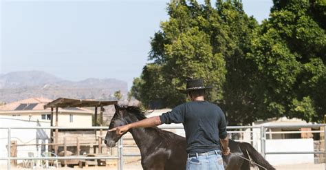 A Black Horse Running · Free Stock Photo