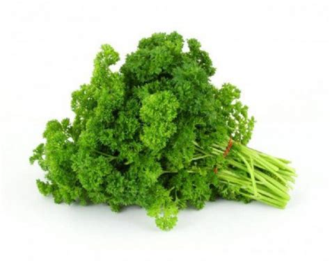 | HERB PARSLEY CURLY BUNCH