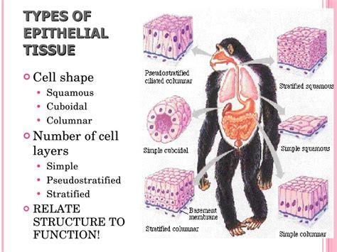 Presentation 04 - Animal Tissues