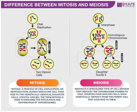 Tabel Tentang Perbedaan Mitosis Dan Meiosis | Porn Sex Picture