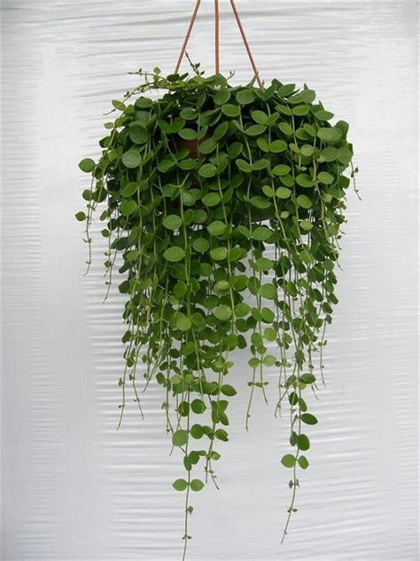 25+ Exceptional Indoor Hanging Plants for You