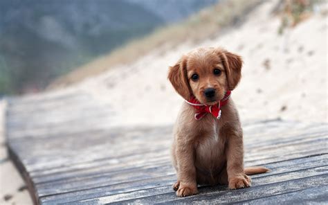 Cute Puppy Wallpapers for Desktop (58+ images)