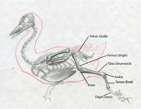 Duck Skull Anatomy New duck dynasty skeletons best seller - cheap product | Skull anatomy ...