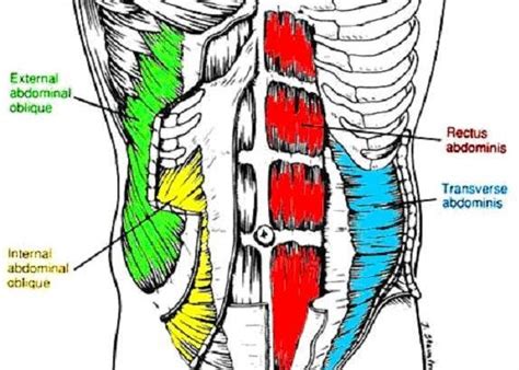 Muscle Activation: Core Muscle