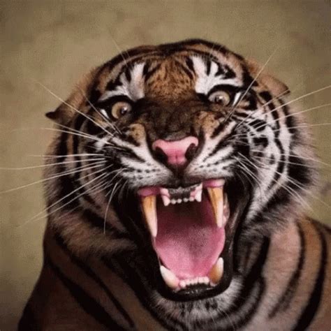 Tiger Southern GIF - Tiger Southern - Discover & Share GIFs