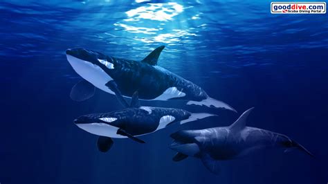 Killer Whales Wallpaper (53+ images)