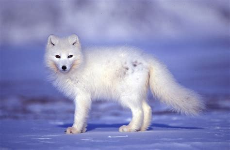 Arctic Tundra - Mrs. Grondin Major Biomes of the World