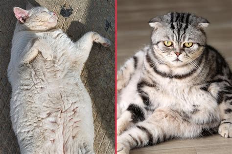 Top 10 fattest and chubbiest cat breeds in the world