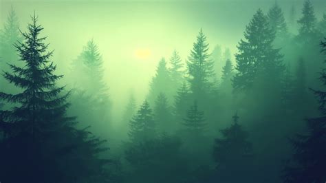 Wallpaper forest, green, 5K, Nature #19712