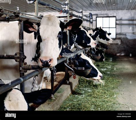 HOLSTEIN COWS EATING ALFALFA / PENNSYLVANIA Stock Photo - Alamy