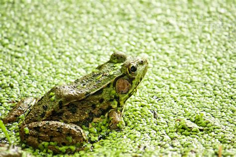 Camouflage Frog by shaguar0508 on DeviantArt