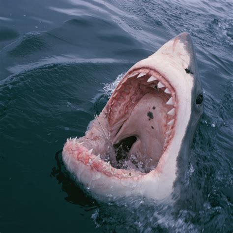 Largest Great White Shark Attack