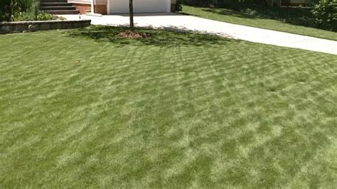 Learn how to care for your Zoysia Grass | Turf Masters Lawn Care