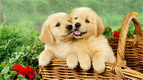 Pictures Of Cute Puppies For Wallpaper - Infoupdate.org