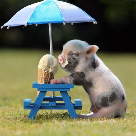 Baby Pig Eating Ice Cream