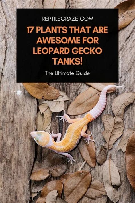 17 Plants That Are Awesome For Leopard Gecko Tanks - Reptile Craze