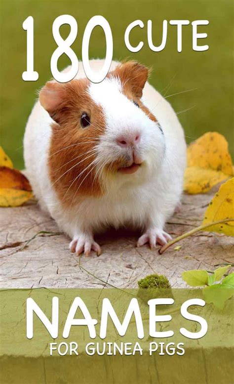 Cute Guinea Pig Names - Over A Hundred & Fifty Names To Choose From