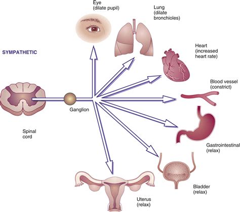 Adrenergic Agonist Side Effects