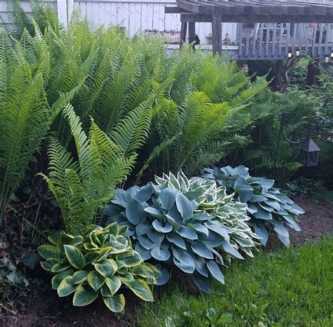 Pin on flowers and landscaping in 2024 | Front yard garden design, Shade garden, Hosta gardens