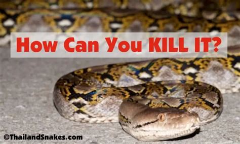 How To Survive a Python Attack - What To Do? | ThailandSnakes