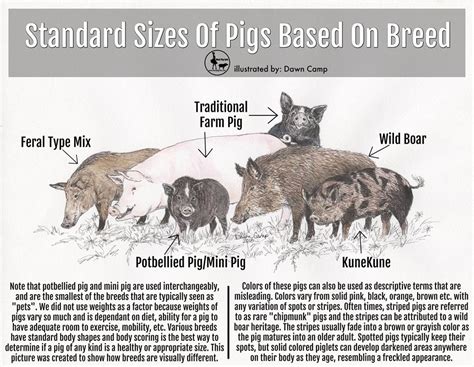 Mini Pig Breeds & Mini Pig Registries: Are You Wasting Your Money? - Mini Pig Info