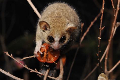 The World's 6 Smallest Mammals | Live Science