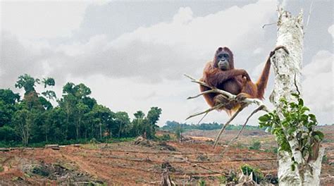 Orangutan habitat will not be destroyed by the palm oil industry - My Dream for Animals