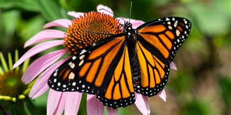 Monarch Butterfly | Nebraska Game & Parks Commission