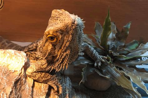 3 Best Bearded Dragon Terrariums