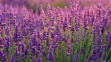 Lavender Laptop Wallpapers - Wallpaper Cave