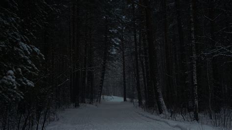 Dark Snowy Forest Images – Browse 59,151 Stock Photos, Vectors, and Video | Adobe Stock