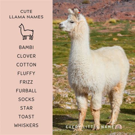 220+ Best Llama Names (Adorable, Funny, and Cool) - Every Little Name