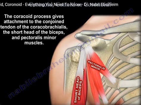 Anatomy of Coracoid, Conoid and Coronoid — OrthopaedicPrinciples.com