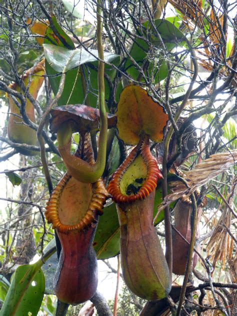 The weird world of carnivorous plants ⋆ Johnvanderwerf.nl