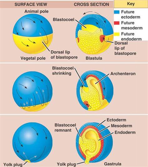 File:FROG GASTRULATION .jpg - Embryology