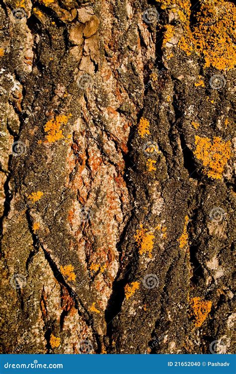 Poplar bark stock photo. Image of woods, brown, gnarly - 21652040