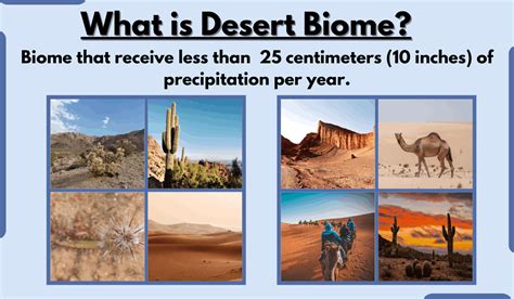 Desert Biome-Characteristics, Types, Location, Climate, and Examples