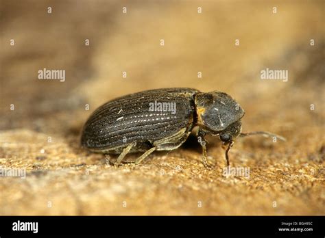 Common Death Watch Beetle (Hadrobregmus pertinax, Anobium pertinax), adult Stock Photo - Alamy