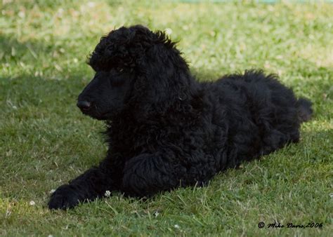 Black Standard Poodle Puppies Images & Pictures - Becuo