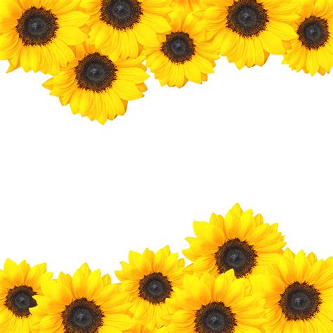 Sunflower Border Clip Art - Cliparts.co