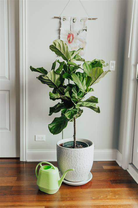 8 Essential Tips for Fiddle Leaf Fig Tree Care, from an Expert