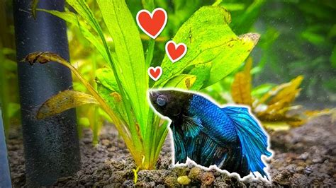 Betta Fish Plant Tank - How To Set Up A Beautiful Betta Fish Tank Japanesefightingfish Org : 1 ...