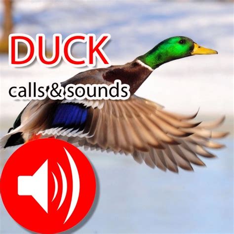 Duck Hunting Calls & Sounds - Real Duck Calls by Jing Ren