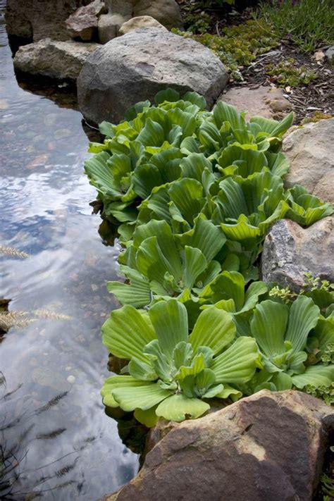 10 Popular Pond Plants | Pond landscaping, Ponds backyard, Backyard water feature