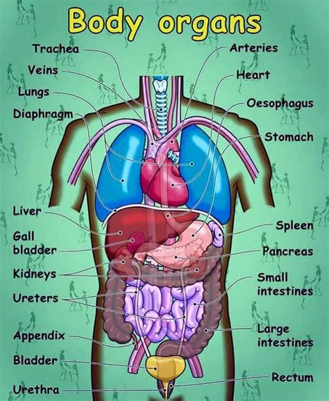 English Vocabulary: Internal Organs of the Human Body - ESLBUZZ